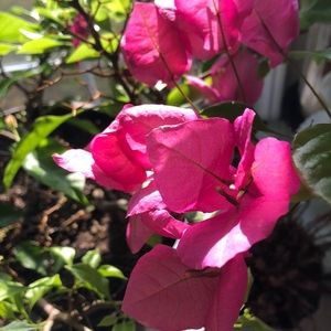 Meet your Posher, Danette